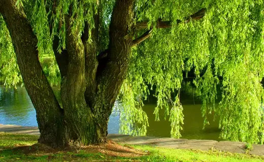 The History and Symbolism of Trees - TN Nursery