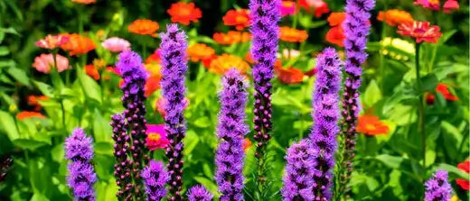 How Native Plants Help the Enviroment - TN Nursery