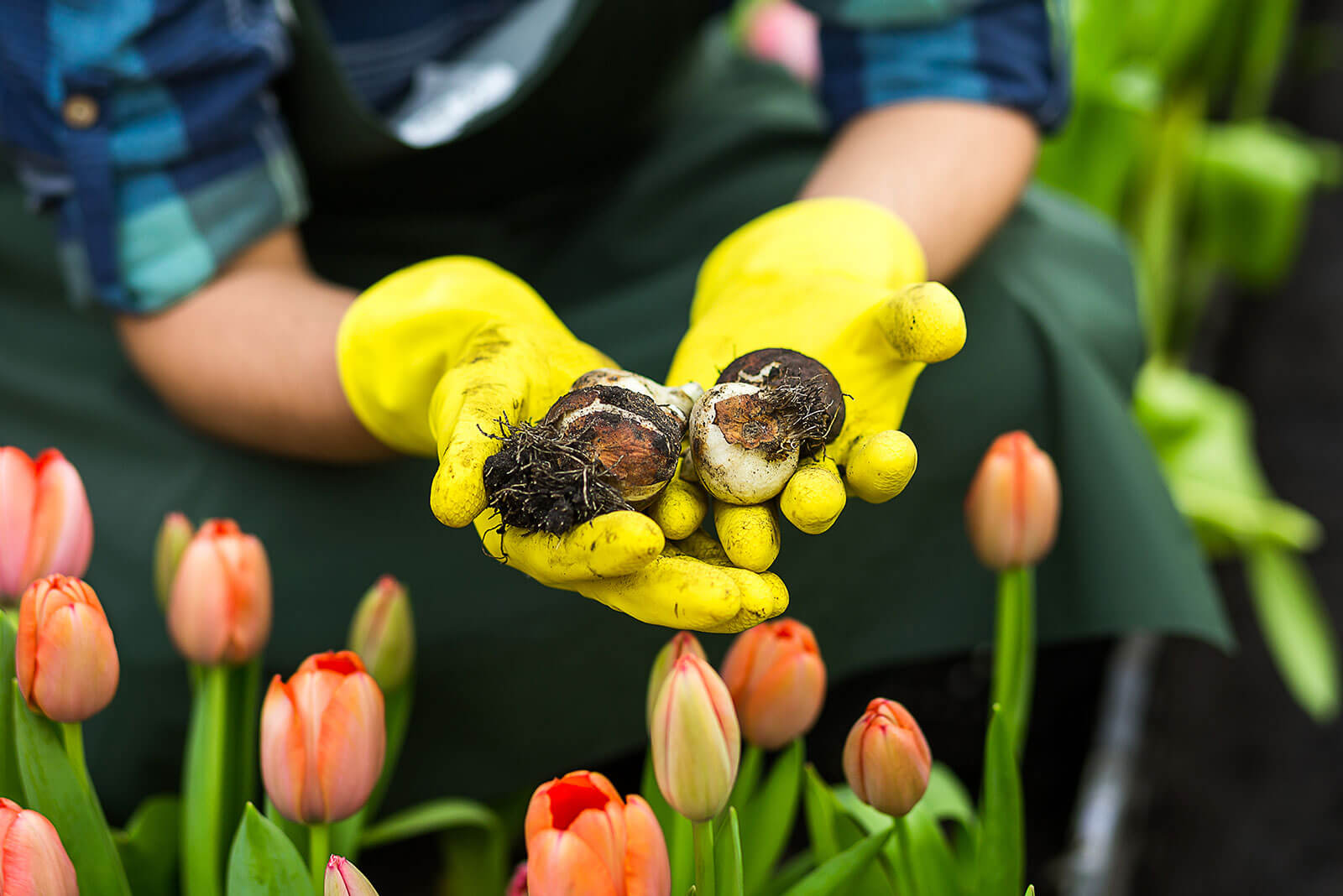 Yellow rubber gardening gloves holding muddy tulip bulbs for spring planting