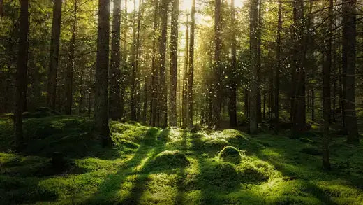 Sunlight through tall trees on mossy forest floor for landscaping