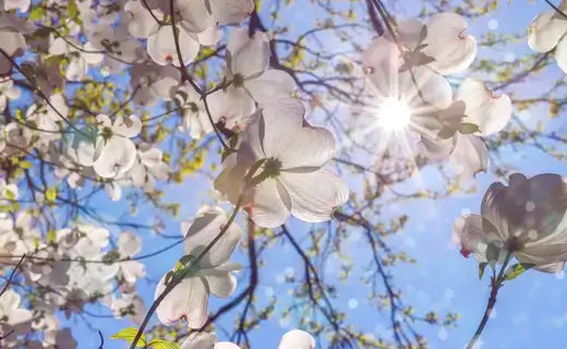 The Four Seasons of Dogwood Trees - TN Nursery