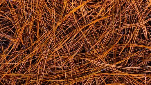 Dense tangle of dry reddish-brown pine needles for garden mulch