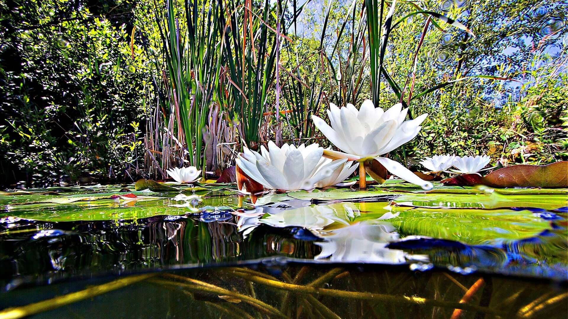 The Beauty and Benefits of Native Water Plants in Landscaping - TN Nursery