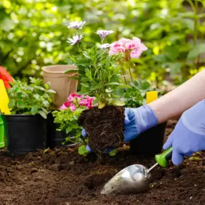 Tennessee Wholesale Nursery Review From Tyler Williams - TN Nursery