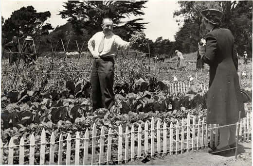 Man by white picket fence gestures to victory garden plants