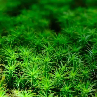 How Live Moss Can Make a Garden Statement - TN Nursery