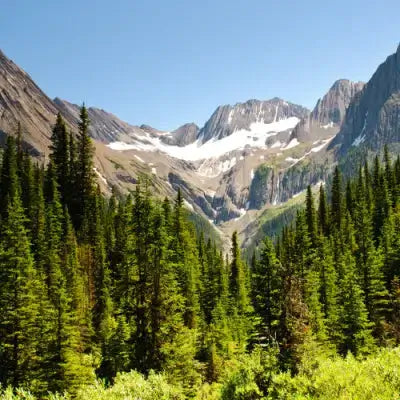 Snow-capped peaks above tall green coniferous forest under blue sky