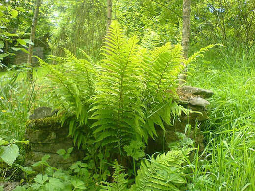The Native Fern - Hardy, Fast-Growing Garden Plants - TN Nursery
