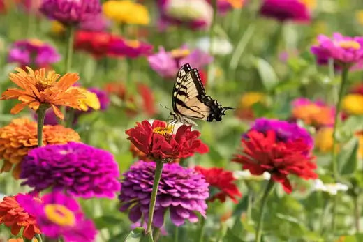How To Create a Pollinator Garden
