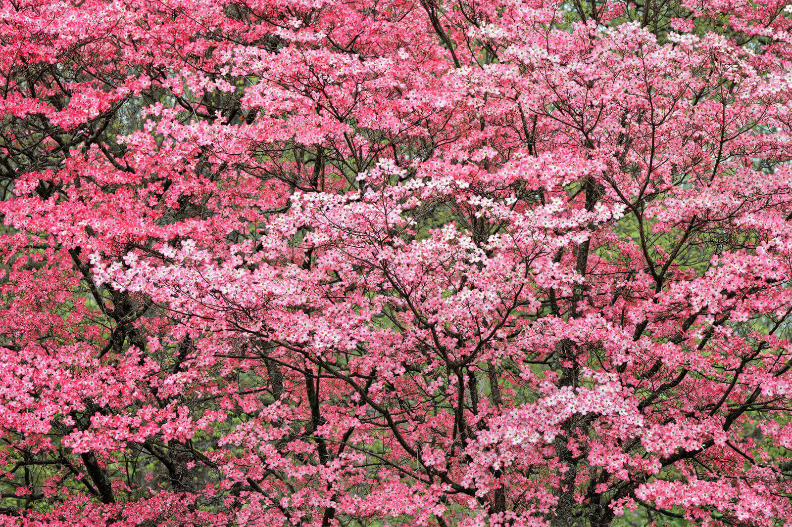 Red dogwood tree