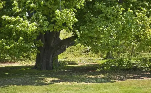 Majestic fast-growing shade tree with gnarled trunk and lush green foliage