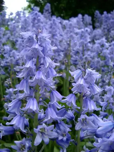 Bluebells: A Unique Perennial | TN Nursery - TN Nursery