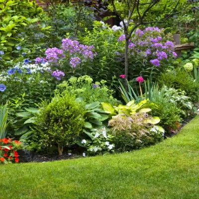 10 Growing Perennial Plants for your garden | - TN Nursery