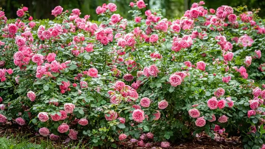 10 ways on How To Grow Healthy Roses - TN Nursery