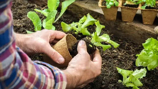 11 Tips For Beginning Gardeners in your garden - TN Nursery