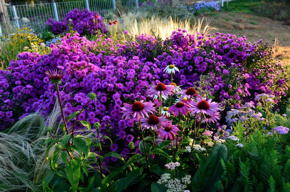 Fall Garden with Sedum