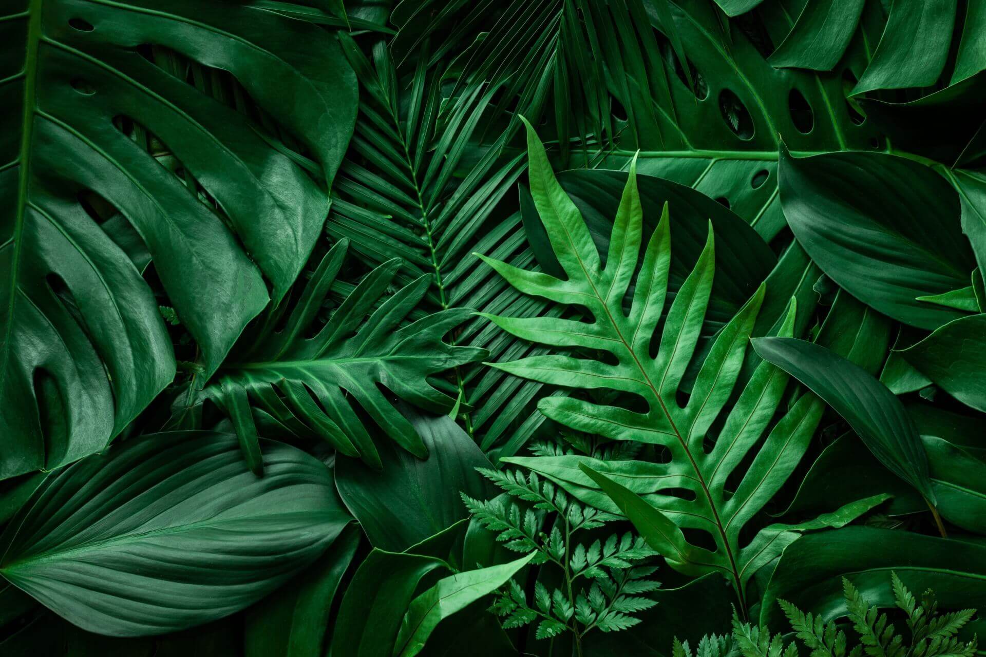 Lush monstera and fern leaves in Plant Essentials Guide