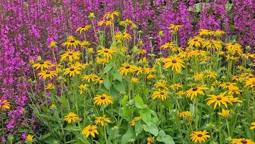 TN Nursery Donates Free Plants - TN Nursery