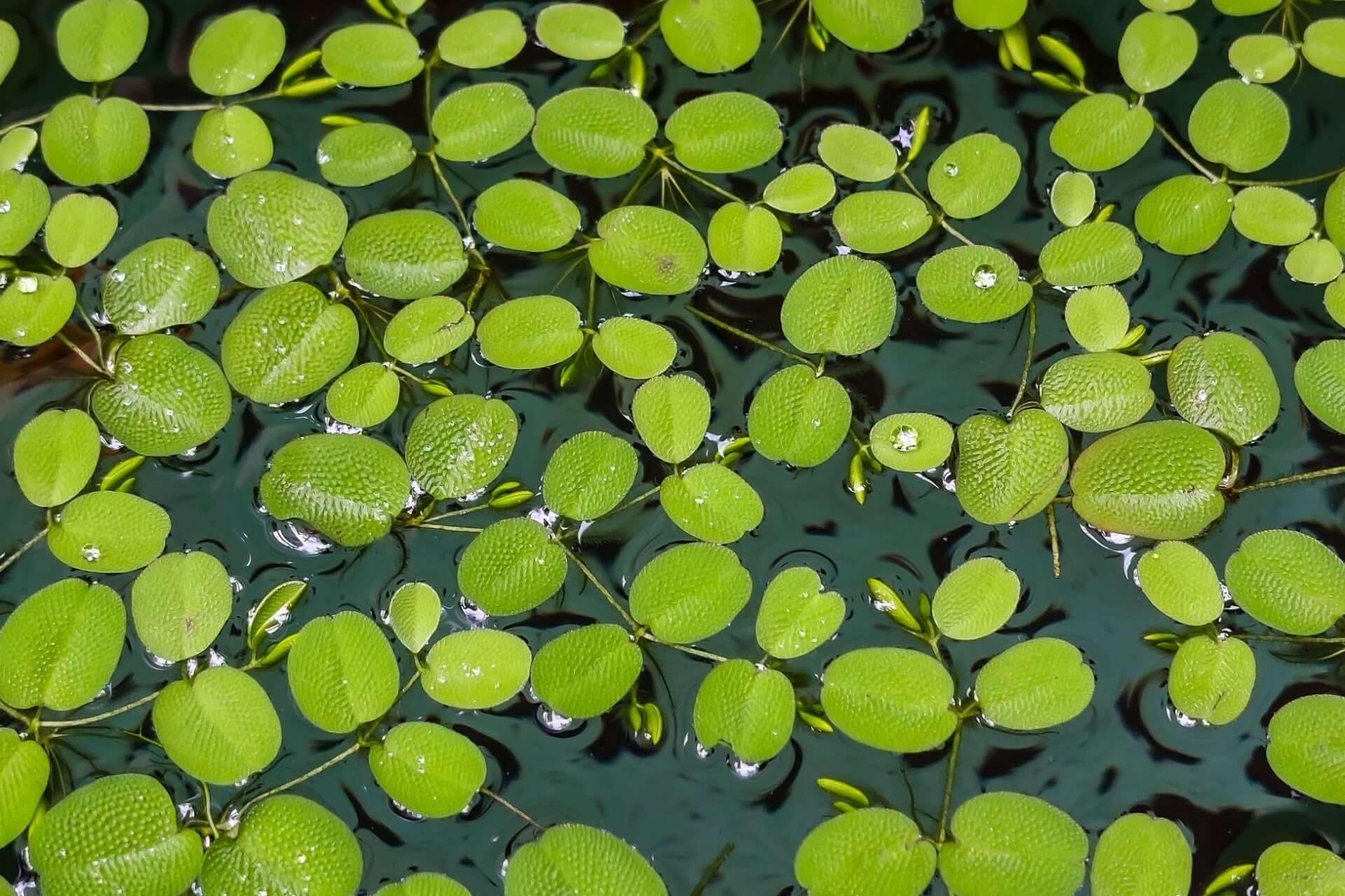 Water Worlds: Guide to Aquatic Garden Plants