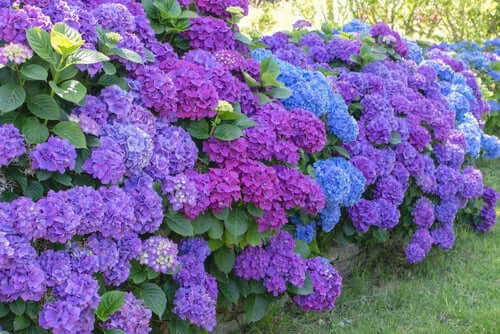 Vibrant purple and blue hydrangea bush with lush green leaves in flowering shrubs