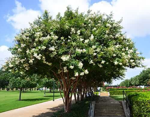 Crepe Myrtle - Beginner's Guide - TN Nursery