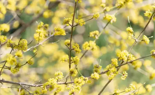 Northern Spicebush: A Hidden Jewel of Autumn - TN Nursery
