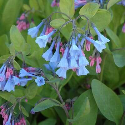 Delicate light blue flower clusters with pink buds on perennials for clay soil