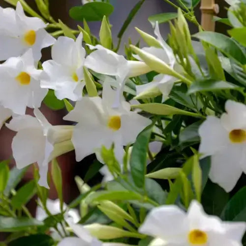 White flowers with yellow centers on curb appeal shrubs amid green leaves