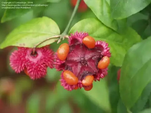 Hearts-A-Bustin' Shrub - Facts and Information - TN Nursery