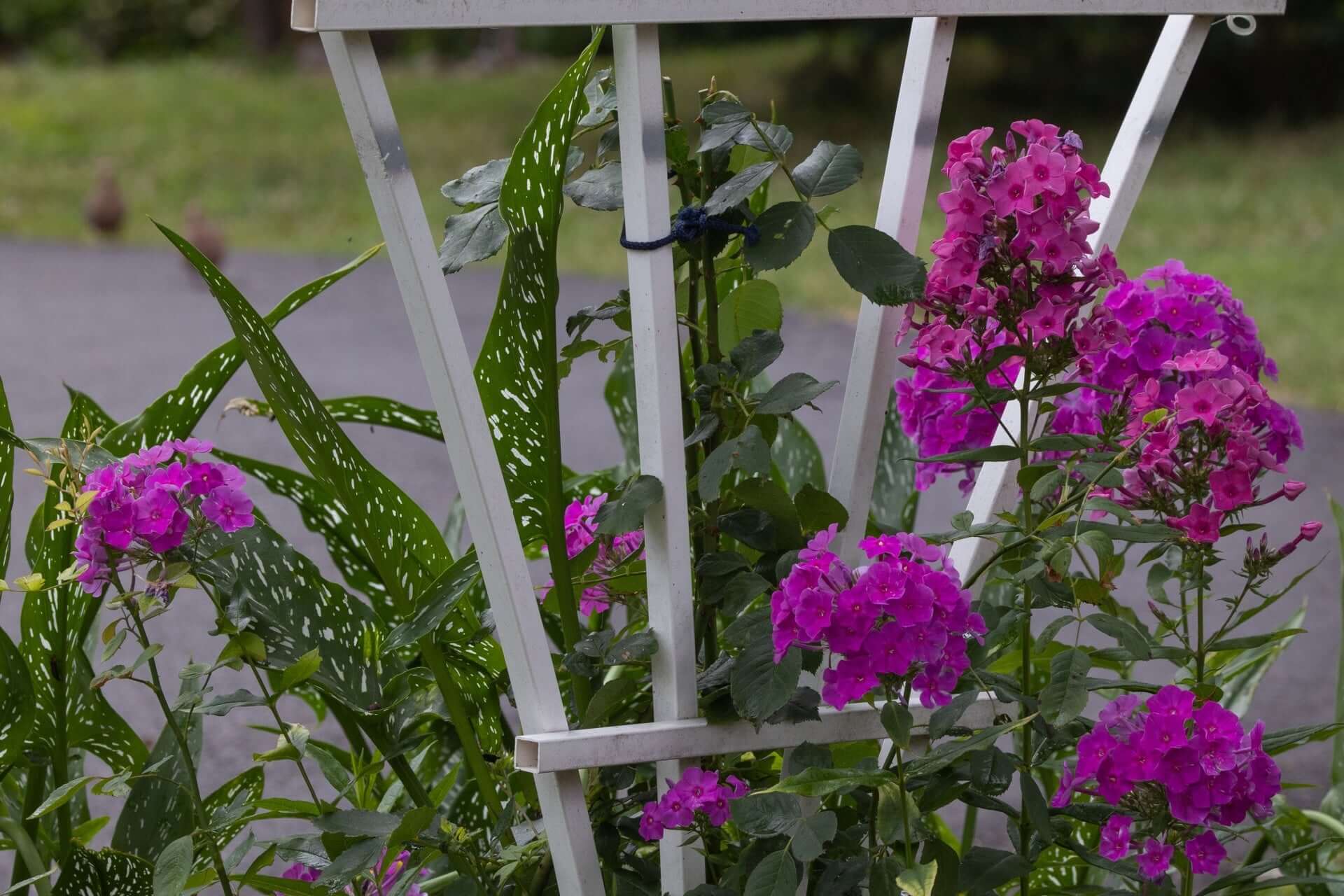 Vibrant purple tall phlox flowers blooming in clusters on white trellis