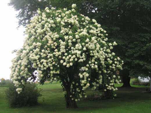 Viburnums That You Can Plant