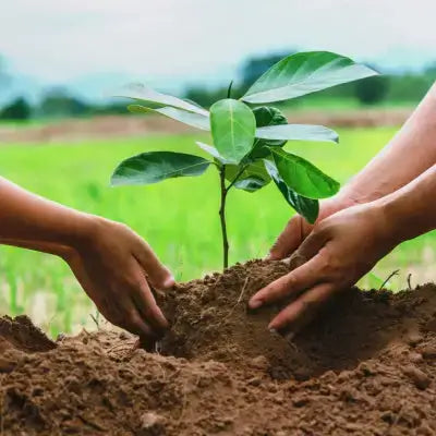 The Need for Habitat Restoration - TN Nursery