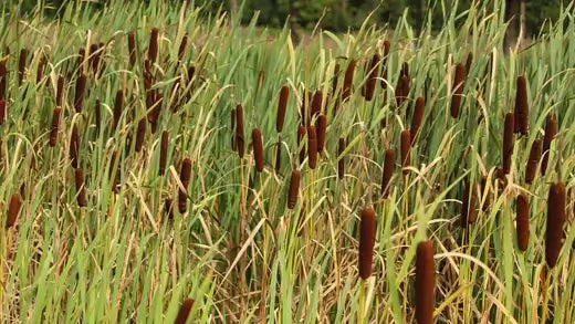 Planting Cattails - Grow Cattails - TN Nursery