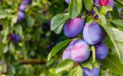 Plum Trees - TN Nursery