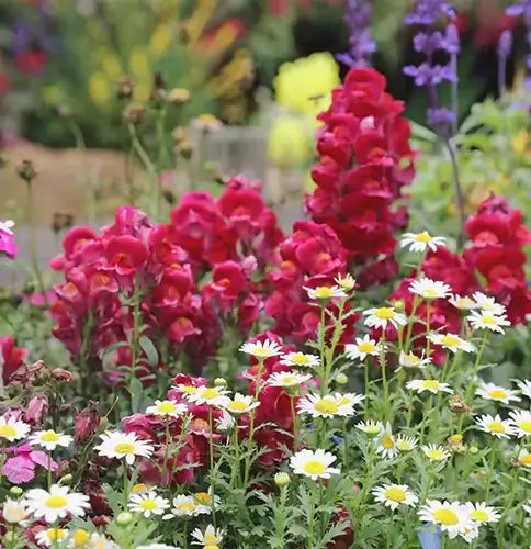 Online Tree Nursery Shopping - Advantages - TN Nursery