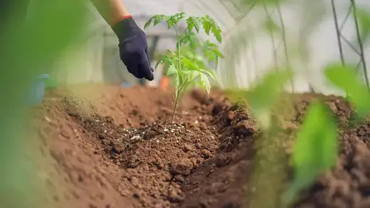 Organic Fertilizer Tips For Ferns - TN Nursery