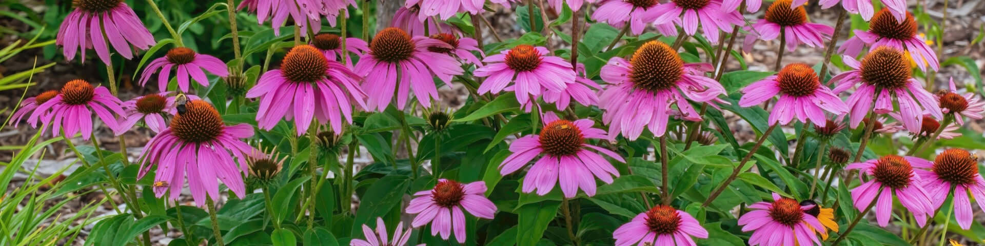 Finding the Best 'Plant Nursery Near Me'