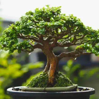 Bonsai Plant