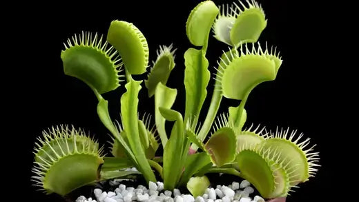 Vibrant green Venus flytrap with spiky toothed traps in white pebbles