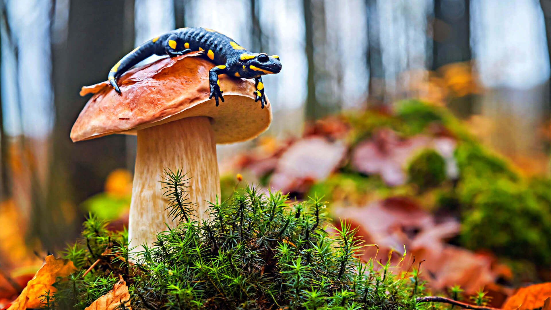 Enchanting Verdure: Unveiling the Magic of Moss Gardens - TN Nursery