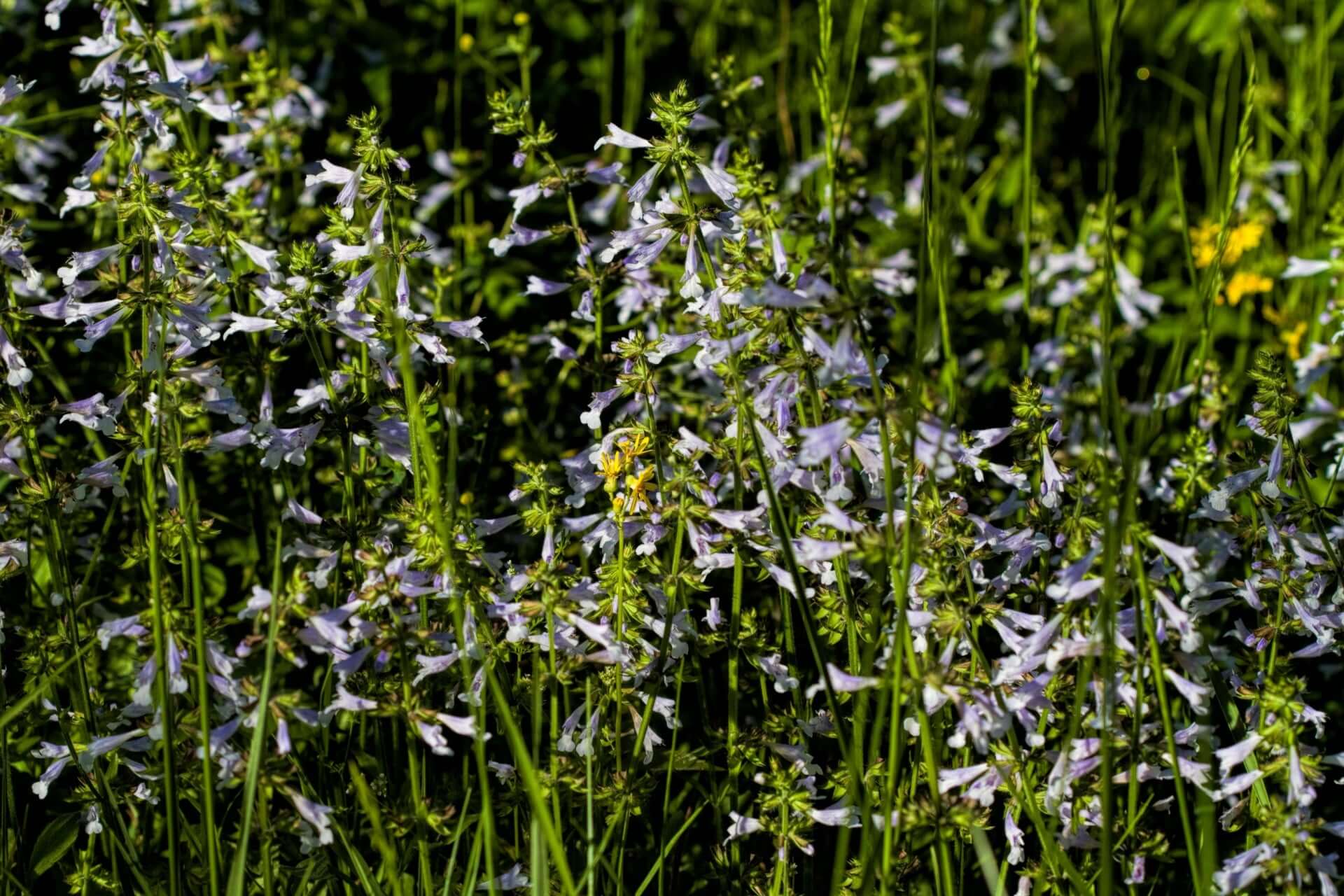 Lyreleaf sage field with delicate light purple flowers and yellow blossoms