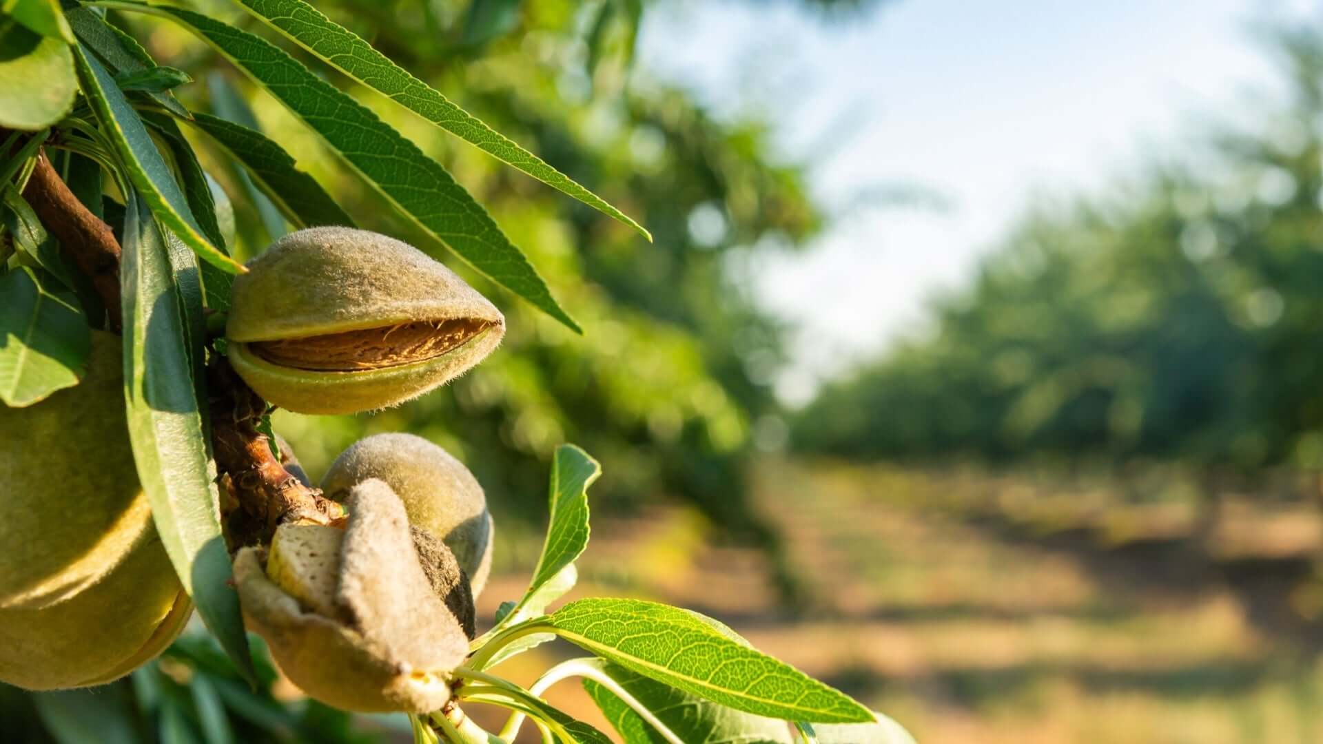 Ripe light brown almond in fuzzy green husk on garden gem tree branch