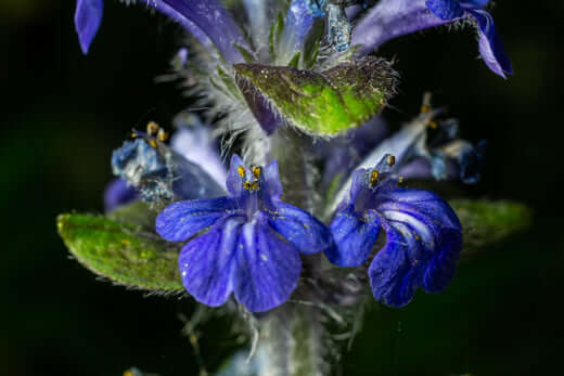 Deep purple Ajuga flowers with fuzzy green stems and buds