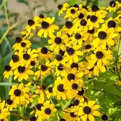5 Perennials That Bloom all Summer Long - TN Nursery