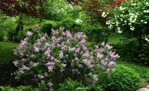 Shrubbery Design: Layering Landscape - TN Nursery