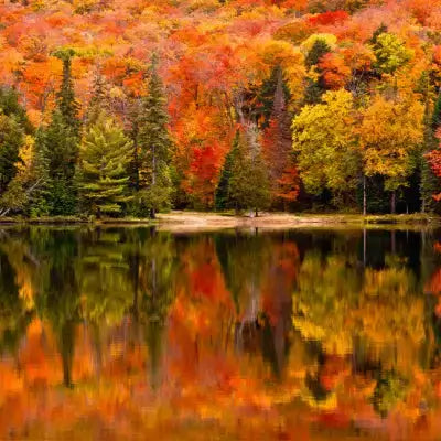 Trees To Plant For Vibrant Fall Foliage - TN Nursery