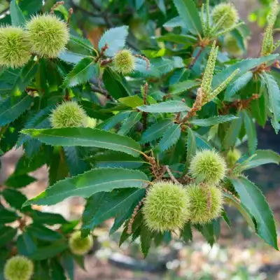 The Advantages of Planting Chinese Chestnut Trees - TN Nursery