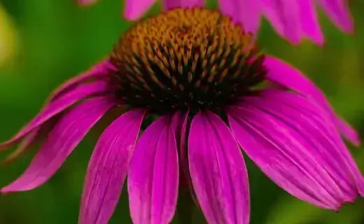 Sun Perennials: A Burst of Color and Beauty - TN Nursery