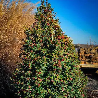 Exploring the Many Features of Foster Holly in Your Garden - TN Nursery