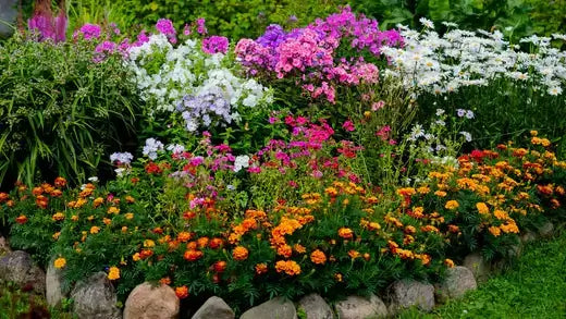 Seasonal Flowers For Autumn Blooms - TN Nursery